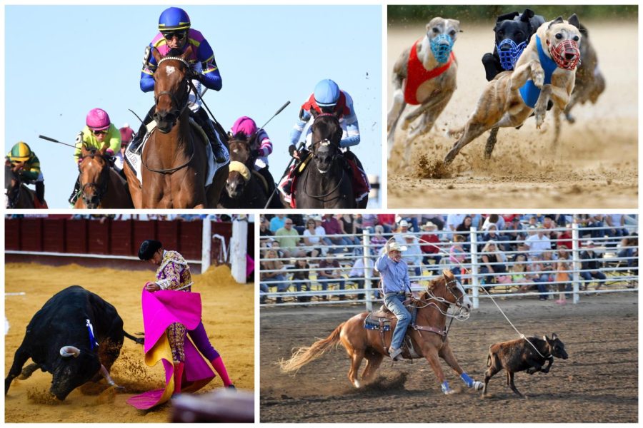 The sidelines: the use of animals in sports